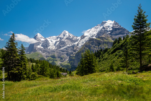 The Bernese alps with the Jungfrau, Monch and Eiger peaks over the alps meadows and forest. © Renáta Sedmáková