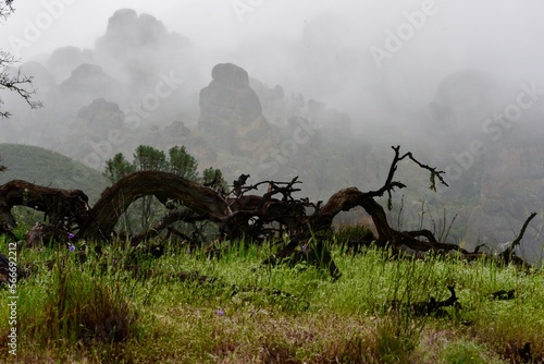 Landscape With Fallen Branch