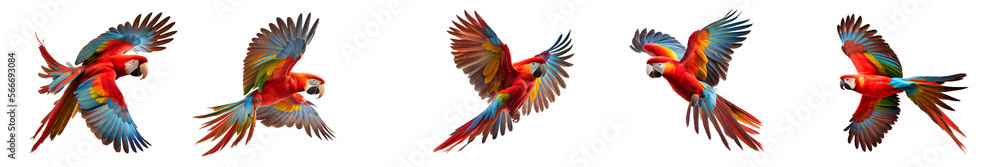 red macaw parrot on transparent background for decorating projects. AI generative