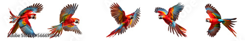 red macaw parrot on transparent background for decorating projects. AI generative