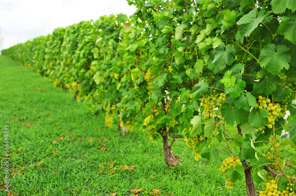 a lot of grape bushes against the background of the sky and sunlight. Agriculture, winery