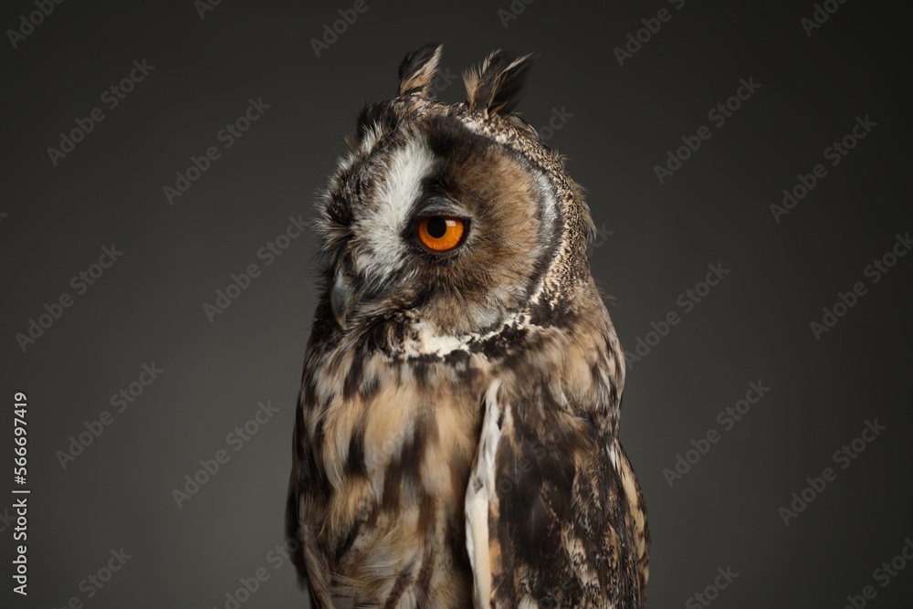 Obraz premium Beautiful eagle owl on grey background, closeup. Predatory bird
