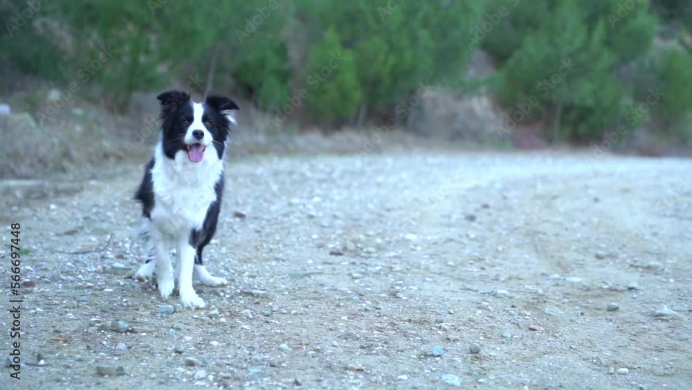 A black and white Border Collie doing tricks for treats in the countryside captured in slow motion A black and white Border Collie doing tricks for treats in the countryside captured in slow motion