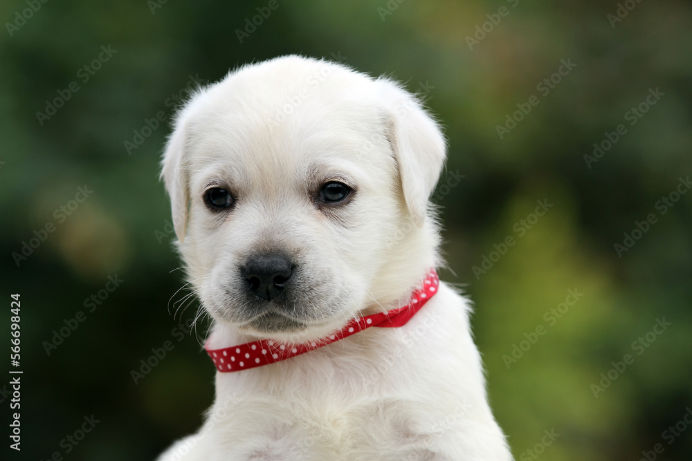 yellow labrador retriever in autumn close up yellow labrador retriever in autumn close up