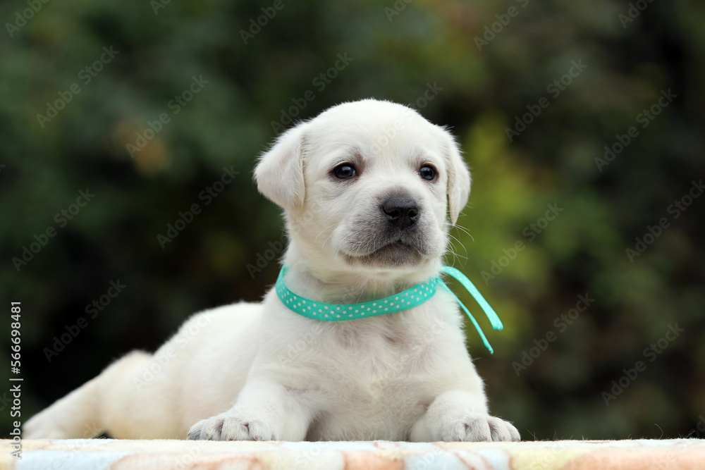 yellow labrador retriever in autumn close up yellow labrador retriever in autumn close up