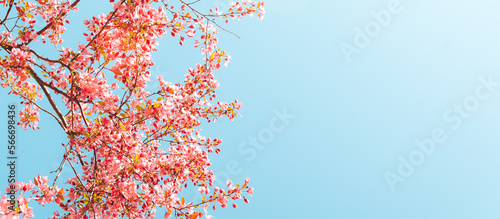 Spring blossoms. Tree branch with beautiful fresh pink flowers in full bloom