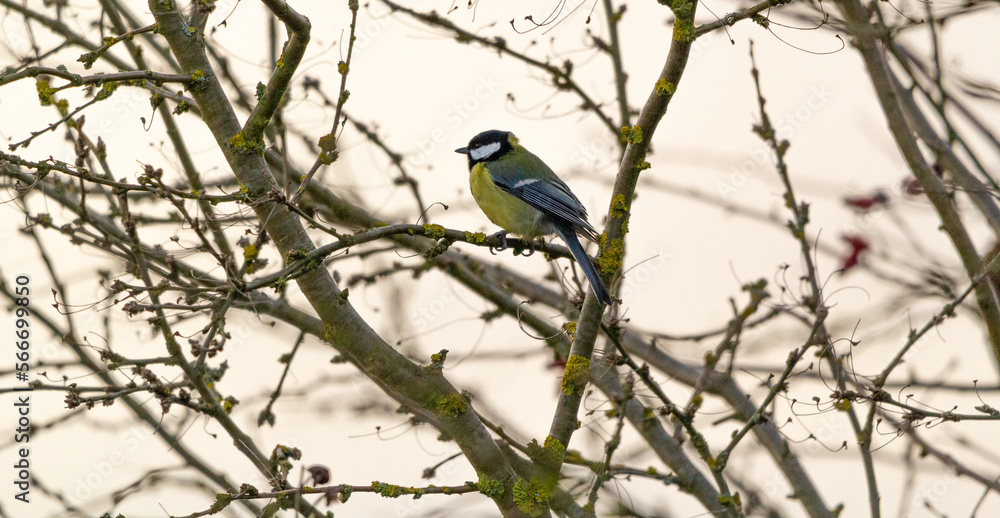 small great tit (Parus major) sitting on a bush with blured background small great tit (Parus major) sitting on a bush with blured background