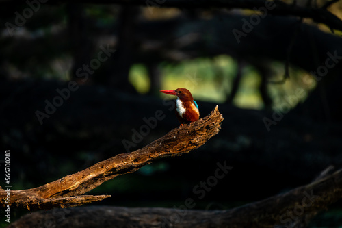 Bird and Wildlife photography 