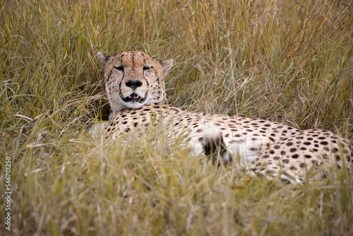 Photography Wild cute cheetah chilling in the grass in Masai Mara National Reserve, Kenya