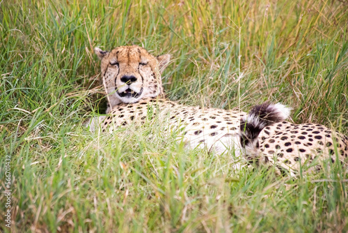 Photography Wild cute cheetah chilling in the grass in Masai Mara National Reserve, Kenya