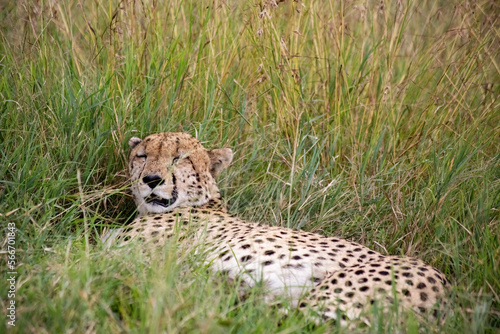 Canvas Print Wild cute cheetah chilling in the grass in Masai Mara National Reserve, Kenya