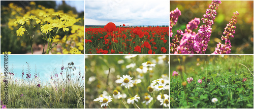Collage with photos of different beautiful wild flowers