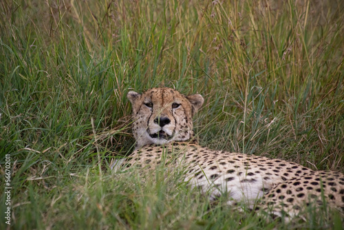 Photography Wild cute cheetah chilling in the grass in Masai Mara National Reserve, Kenya