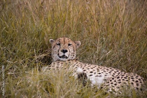 Photography Wild cute cheetah chilling in the grass in Masai Mara National Reserve, Kenya
