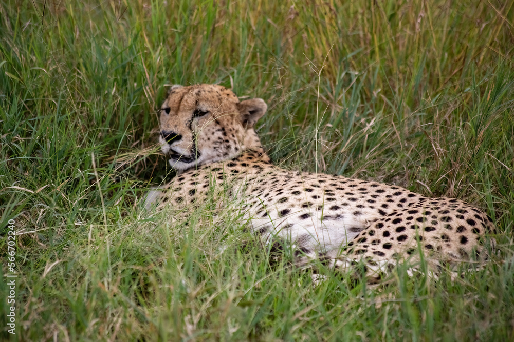 Wild cute cheetah chilling in the grass in Masai Mara National Reserve, Kenya Wild cute cheetah chilling in the grass in Masai Mara National Reserve, Kenya