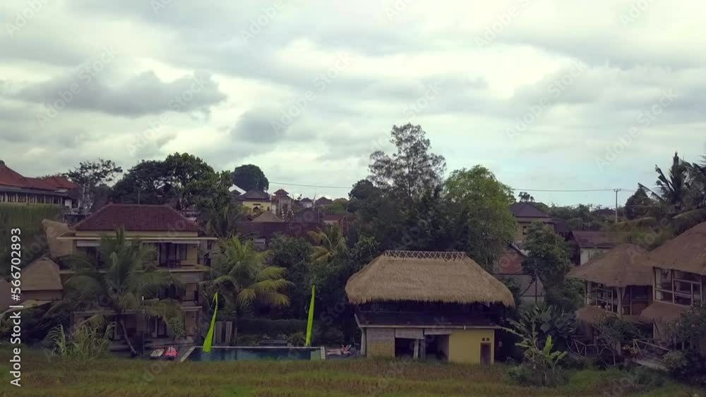 Cloudy sky bird flies over rice field bali. Stunning aerial view flight drone