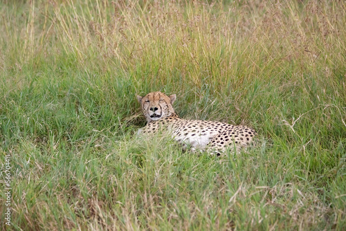 Canvas Print Wild cute cheetah chilling in the grass in Masai Mara National Reserve, Kenya