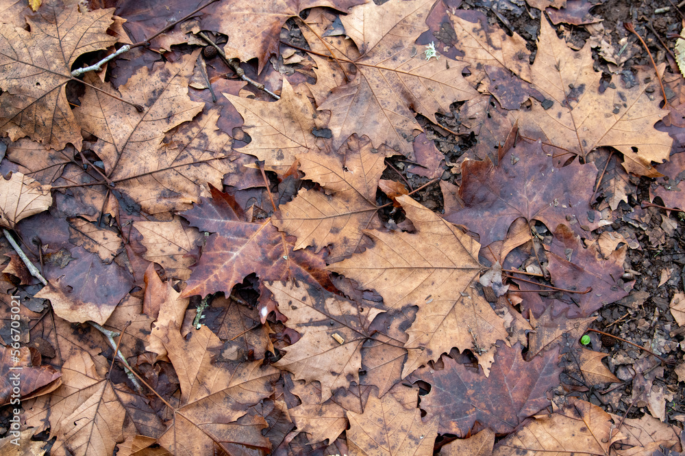 Suelo de bosque completamente cubierto de hojas caídas