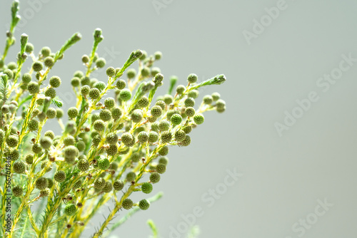 South African brunia, which is often used as a leaf material in bouquets photo