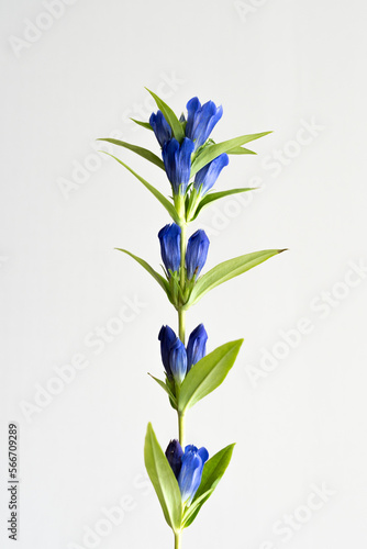 Gentian flower with attractive contrast of blue and light green leaves