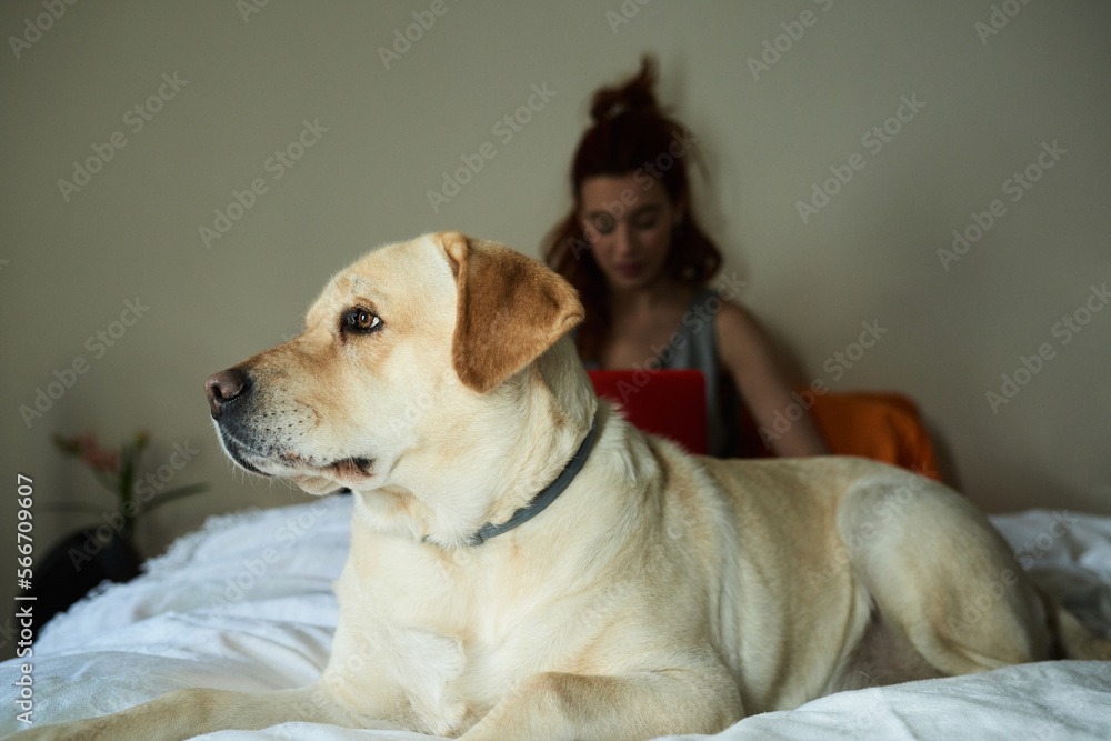 Lovely golden retriever on bed looking attentively away.,Portrait of labrador looking away on bed against red-haired owner using laptop.