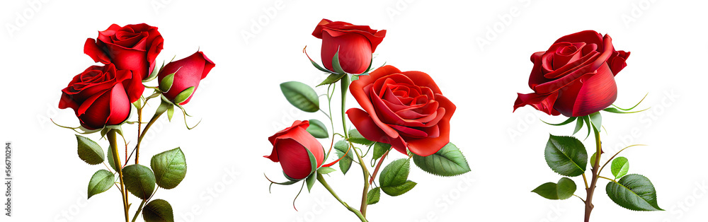Red Roses for Valentine's Day on a transparent background for ...
