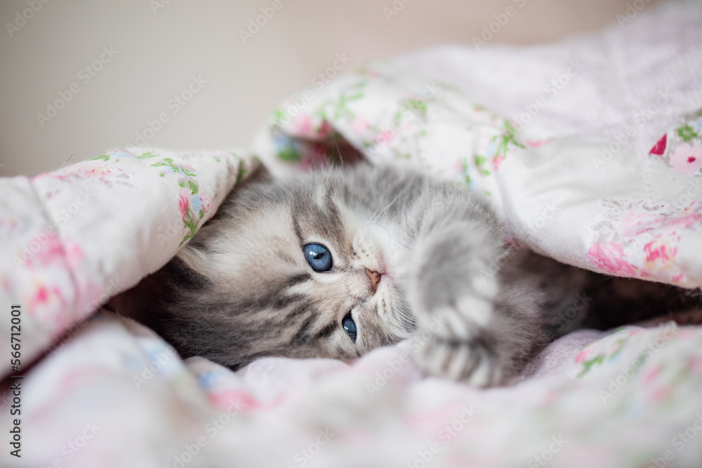 Junge Katze liegt im Bett, niedliches Katzenkind möchte kuscheln