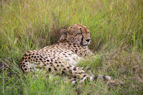 Canvas Print Wild cute cheetah chilling in the grass in Masai Mara National Reserve, Kenya