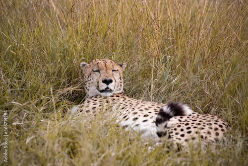 Canvas Print Wild cute cheetah chilling in the grass in Masai Mara National Reserve, Kenya