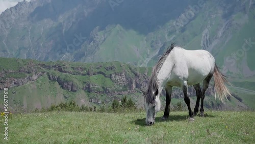 White horse in the mountains eats green grass