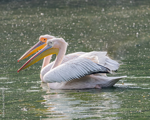 A couple of pink pelican enjoying swim in lake
