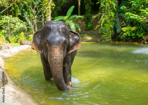 Bathing elephants in the jungle. Baby elephant splashes in the lake close-up.