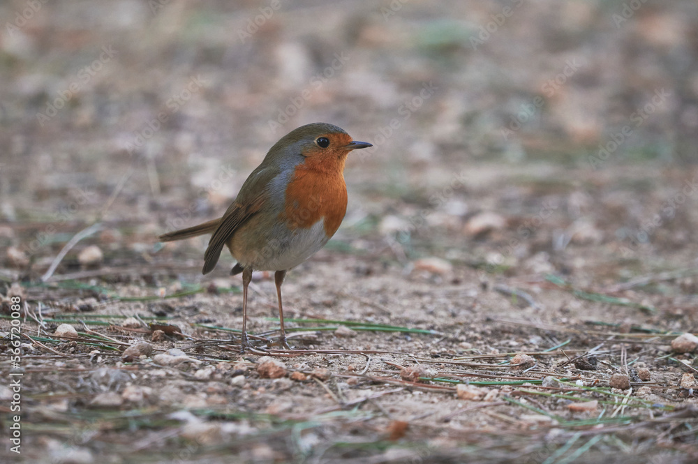 Wild small robin bird on ground Wild small robin bird on ground