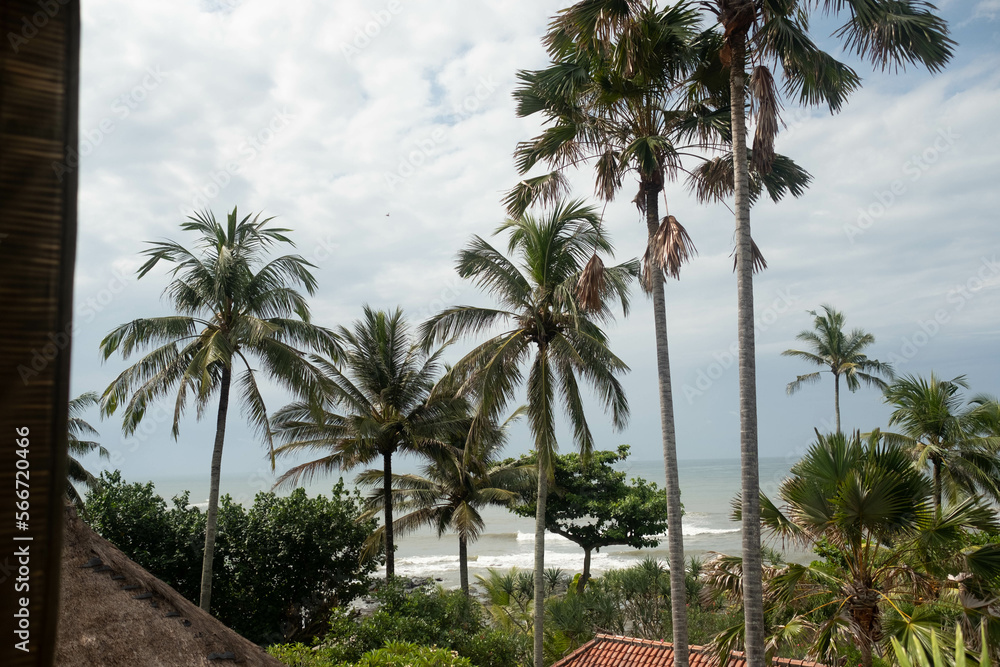 palm trees on the beach, Bali
