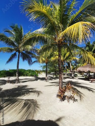 beach and palms photo