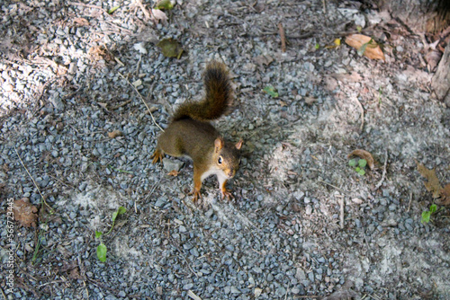 shocking squirrel on the ground