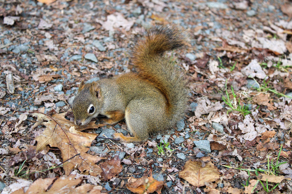 squirrel eating nut