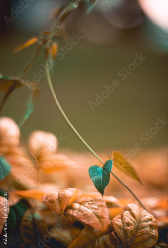 Macro Shot Of A Green Leaved Vine. photo