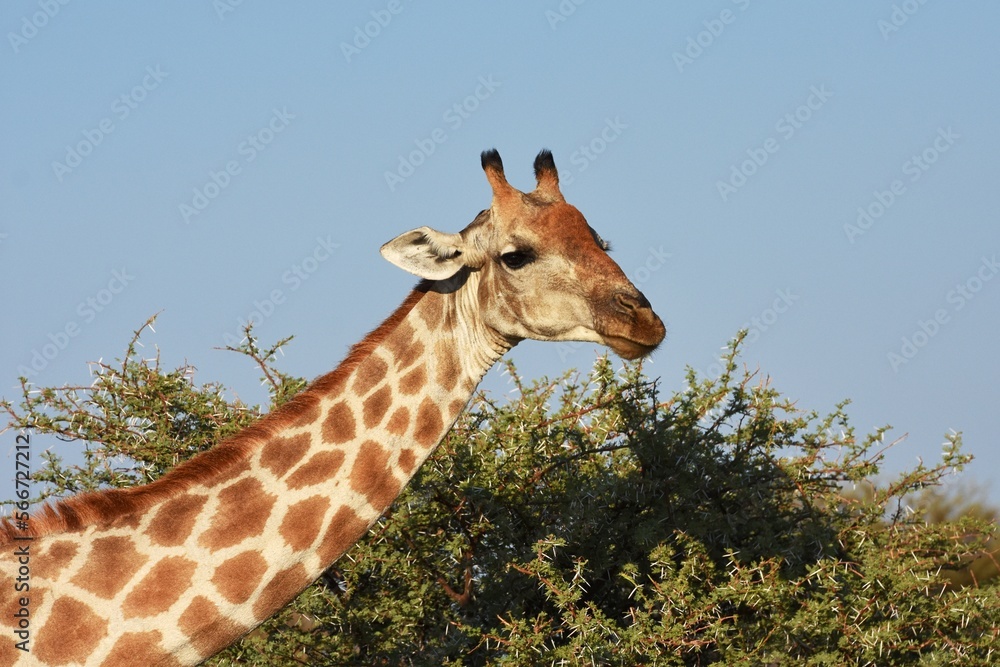 Obraz premium Steppengiraffe (giraffa camelopardalis) im Etoscha Nationalpark in Namibia