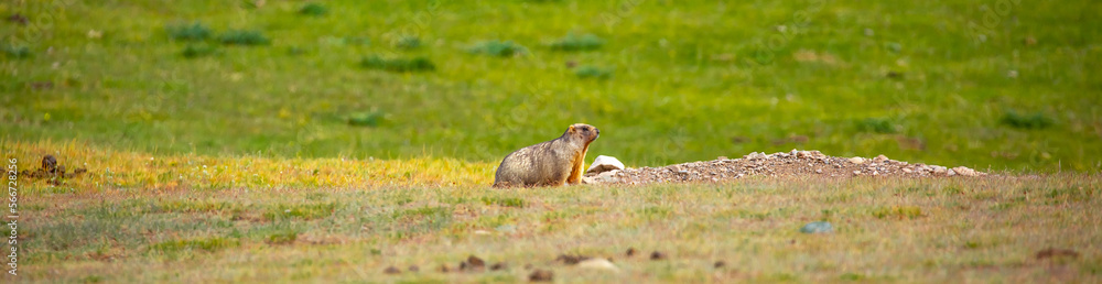 The marmot sits in the grass in the mountains, looks to the side, as if reading your text, studying, showing curiosity, interest. Copy space with place for text. Landscape with wild animals. The marmot sits in the grass in the mountains, looks to the side, as if reading your text, studying, showing curiosity, interest. Copy space with place for text. Landscape with wild animals.