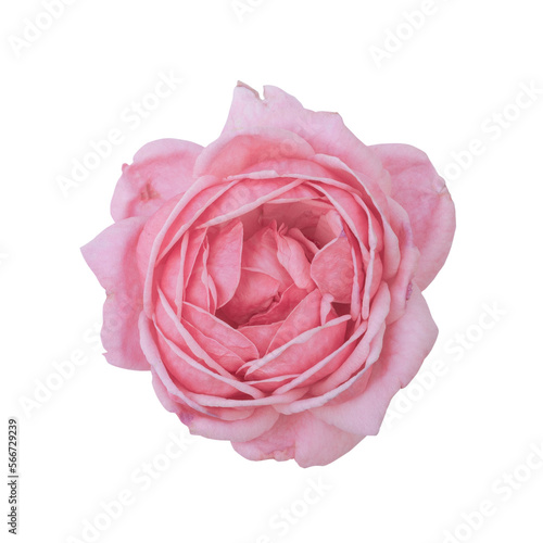 closeup of one pink rose fresh blossom beauty flower on an isolated white background with a clipping path or cutout.use for decoration in love event, Valentine's festival, and romantic wedding card.
