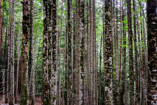 Forest full of tree trunks en Selva de Oza, Aragon, Spain 