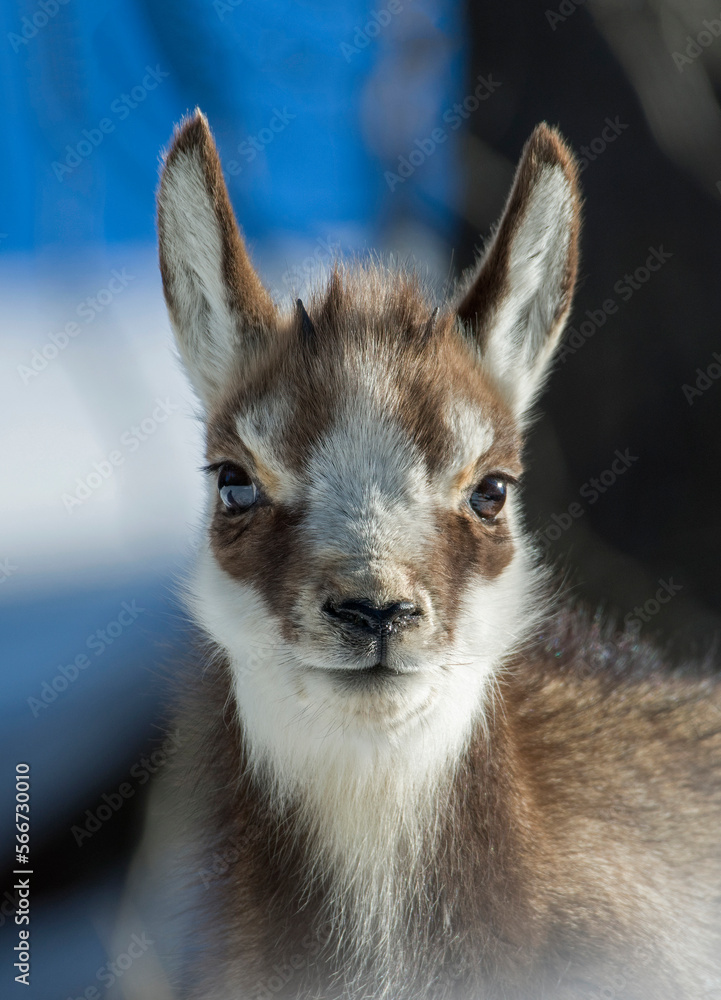 Close up portrait of a cute young alpine chamois (Rupicapra rupicapra) looking into camera against blurred snowy forest in the background. Chamois cub in winter. Italian Alps, Piedmont.