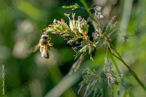 abeille butinant en vol en train à coté d'une branche de graminée pour butiner son pollen