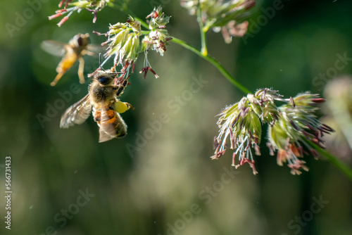 abeille butinant du pollen sur une graminée éclairée par la lumière du jour