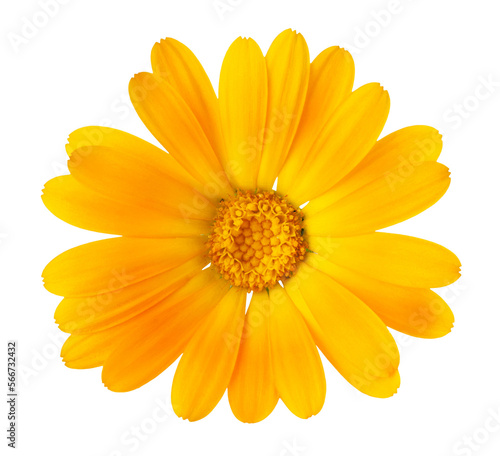 Beautiful yellow flower closeup isolated on transparent background. Png format	
