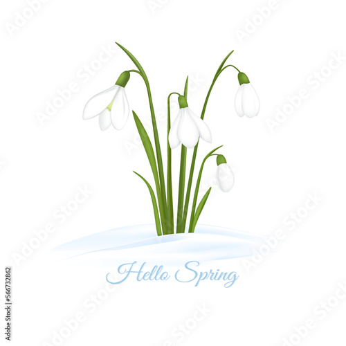 Realistic image of snowdrops in nature. Spring flowers in the snow on a white background. Vector illustration for card, invitation, background with place for text.