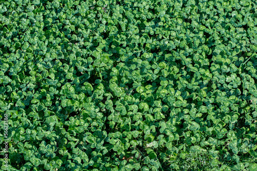 Green fresh grass, clover in the garden. View from above. Background, texture.	
