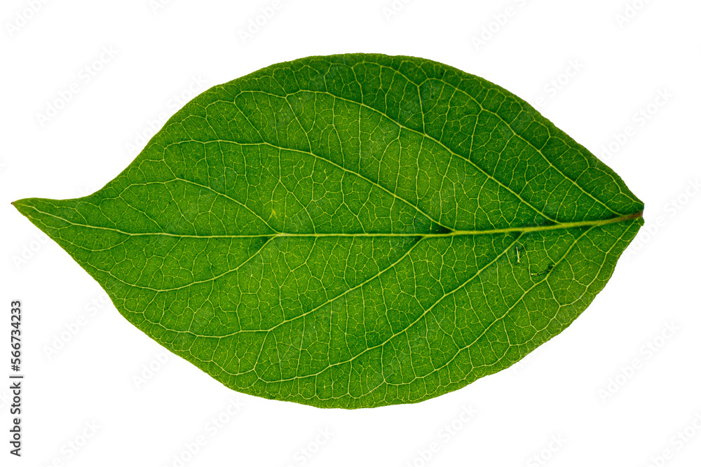 Obraz premium green leaf isolated