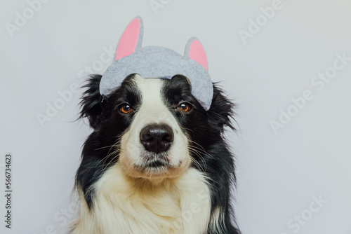 Happy Easter concept. Preparation for holiday. Cute funny puppy dog border collie wearing Easter bunny ears isolated on white background. Spring greeting card.